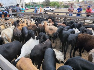 Feira de animais movimenta comerciantes e produtores em Arapiraca