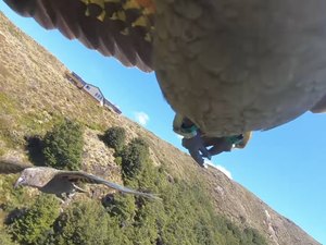 Papagaio rouba câmera GoPro de família na Nova Zelândia e vira cinegrafista por um dia