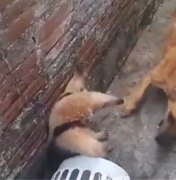 Cachorro caramelo ataca tamanduá após ter sua casa invadida