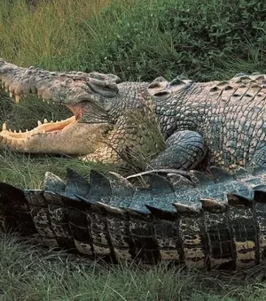 Australiano de 60 anos usa faca para se defender de ataque de crocodilo