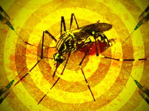 Mosquitos vetores da febre amarela são detectados em área de mata no interior de AL