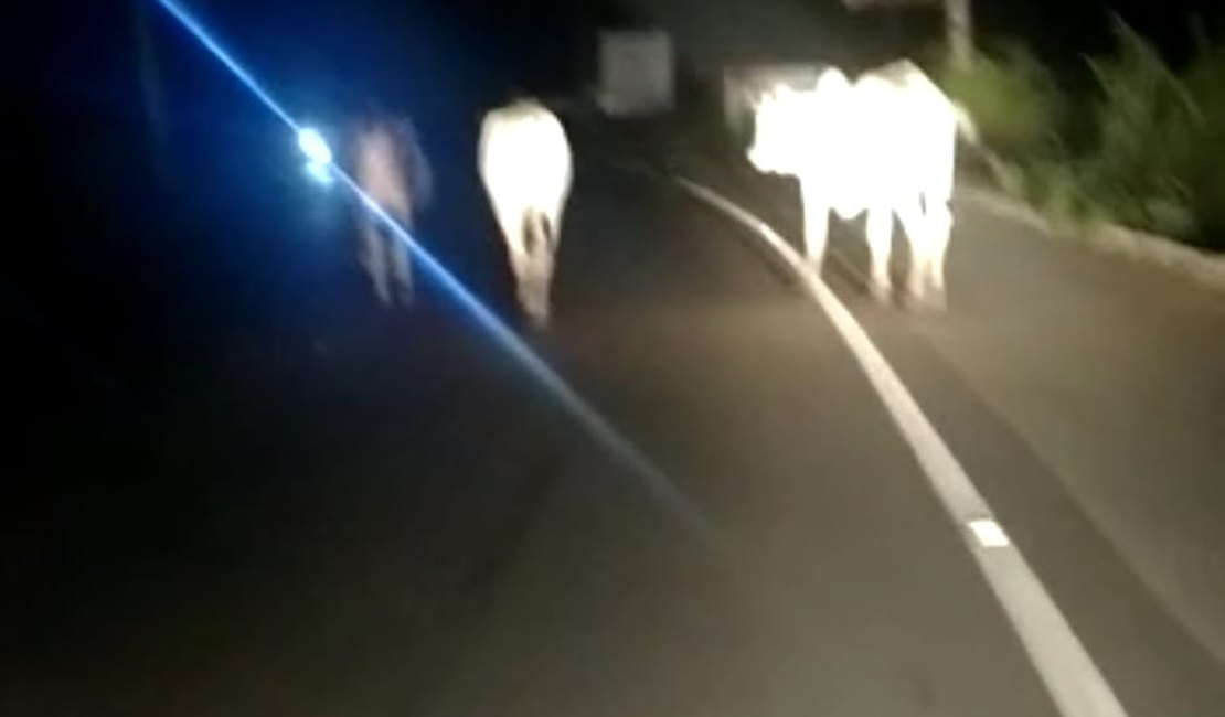 [Vídeo] Animais invadem pista em Maragogi no período da noite