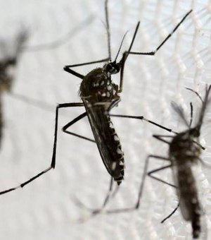 Hospital de Arapiraca registra aumento de 200% em casos de Zika e Chikungunya