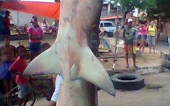 Tubarão-martelo pescado no Pontal do Coruripe