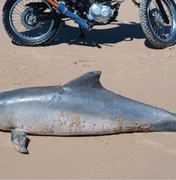 Golfinho é encontrado morto em praia de Barra de Santo Antônio e será submetido à necropsia