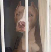 Criança é atacada por cão da raça pitbull em São Miguel dos Milagres