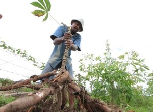 Programa pretende fomentar agropecuária no Nordeste