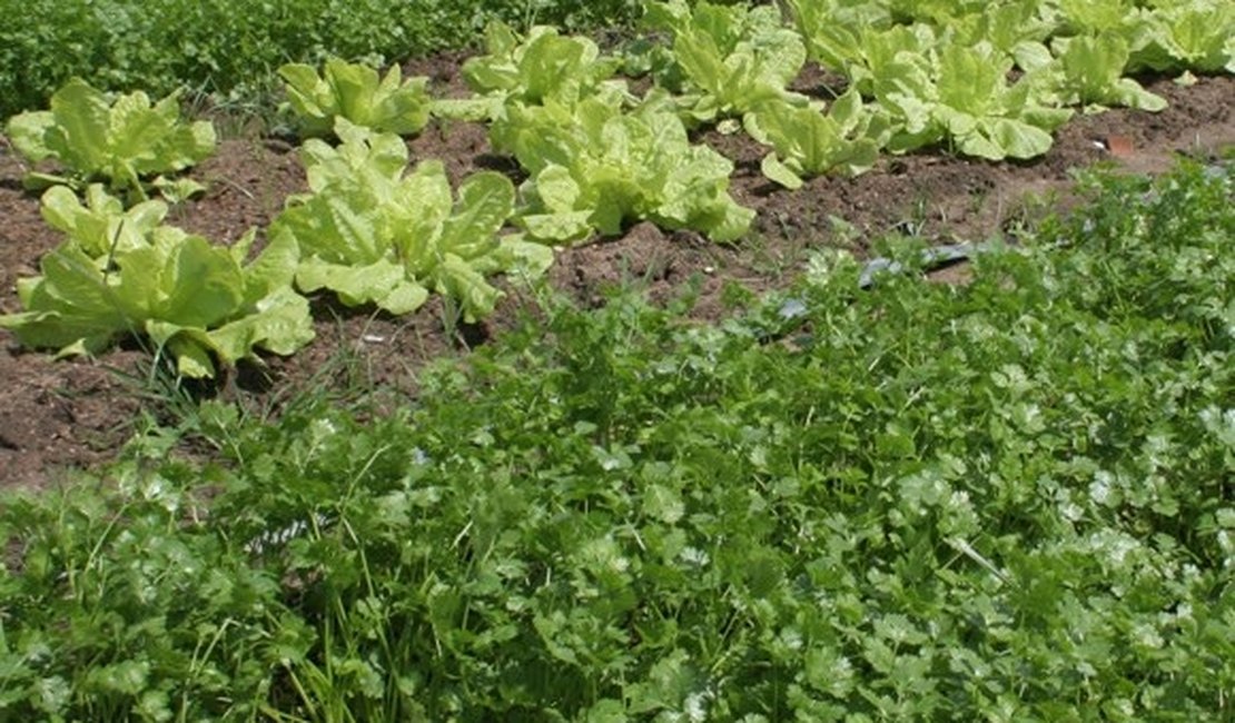 Horticultores fornecerão alimentos para o Sesc