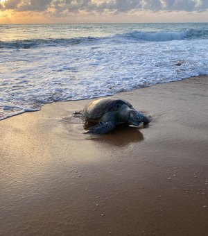 Tartaruga é encontrada em avançado estado de decomposição na praia de Jacarecica, em Maceió