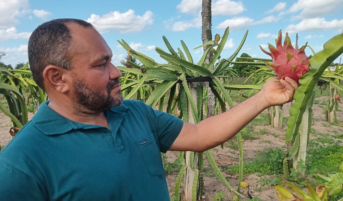 [Video] Pitaya torna-se uma boa alternativa de renda para a agricultura familiar em Arapiraca