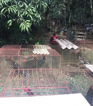 PM prende mais de 30 pessoas em rinha de galo em Duque de Caxias, RJ