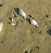 IMA investiga mortandade de peixes em Porto de Pedras