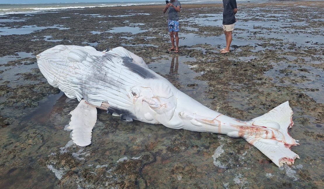 Filhote de baleia com marcas de mordida de tubarão é encontrado morto em Piaçabuçu