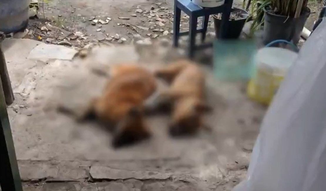 Ataque de abelhas em Arapiraca deixa três cães mortos e três moradores feridos