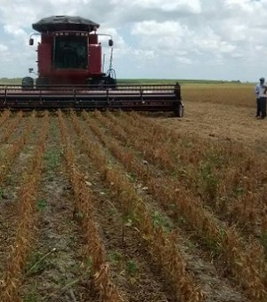 Porto Calvo tem a segunda fazenda em Alagoas a exportar soja para o mundo