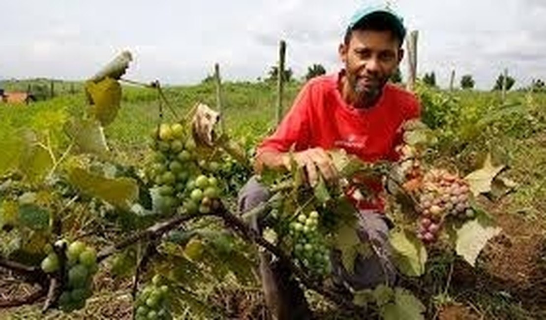 Banco do Brasil libera mais de R$ 1,4 bilhão para financiamento de pré-custeio da Safra 2016/2017