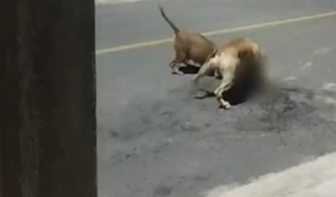 [Vídeo] Pitbulls matam gato e aterrorizam moradores da Barra Nova