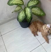 Homem é indiciado por atropelar cachorro e não prestar socorro em Maceió