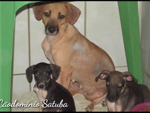 [Vídeo] Abrigo CãoDomínio Satuba precisa de doações para realizar castração de animais resgatados