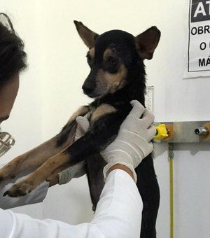 Polícia Civil resgata cadela após denúncia de abuso e maus tratos em Maceió