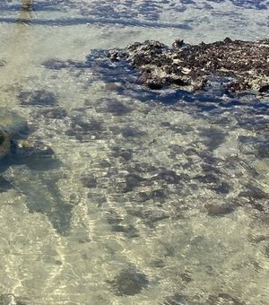 Tartaruga encalhada é encontrada na Praia da Ponta Verde