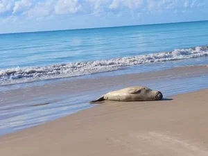 Elefante-marinho é encontrado morto em Jequiá da Praia; Biota é acionado