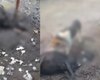 Seis ovelhas são encontradas mortas após ataque na zona rural de Atalaia