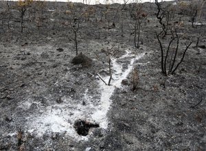 Brasil apresenta na COP27 projeto que pode recuperar áreas degradadas