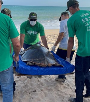 Instituto Biota de Conservação confirma soltura de uma tartaruga-de-pente na praia de Guaxuma