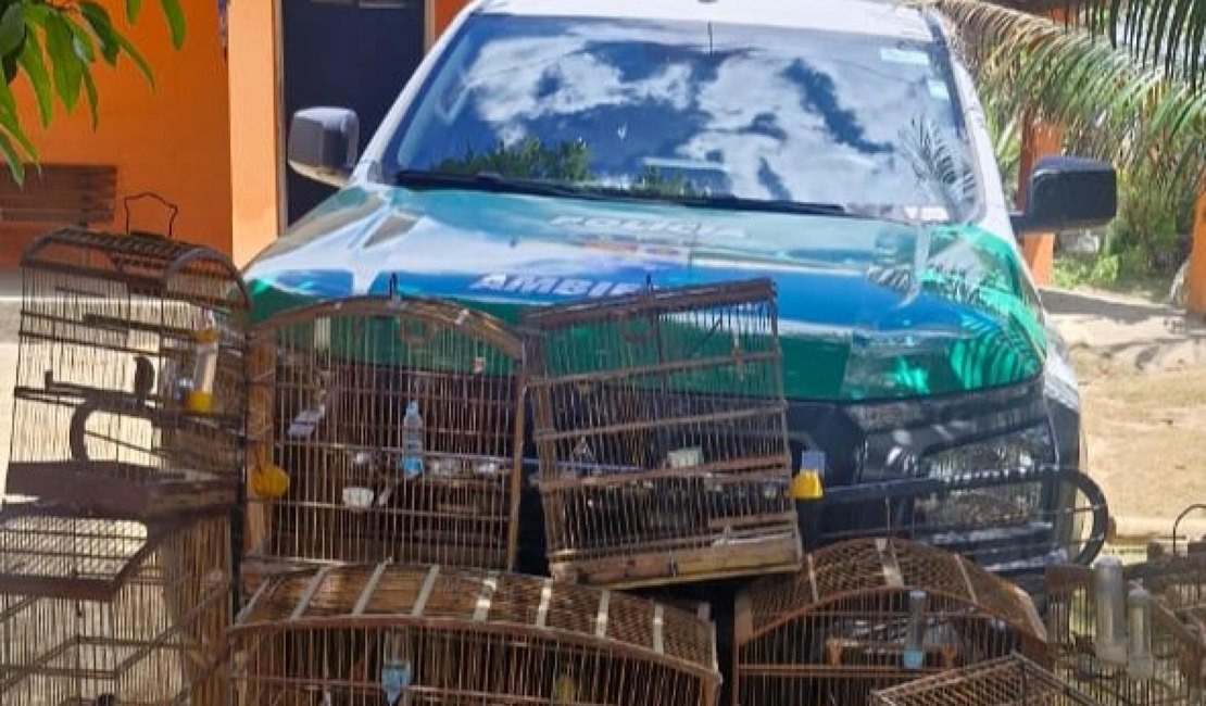 Operação da PM em Ibateguara apreende armas de fogo, munições e aves silvestres