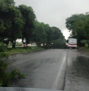 Tempestade derruba árvores e gera transtorno na BR-104