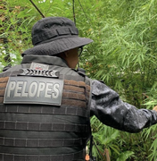 Sertanejo é preso após polícia encontrar 13 pés de maconha plantados em sua casa