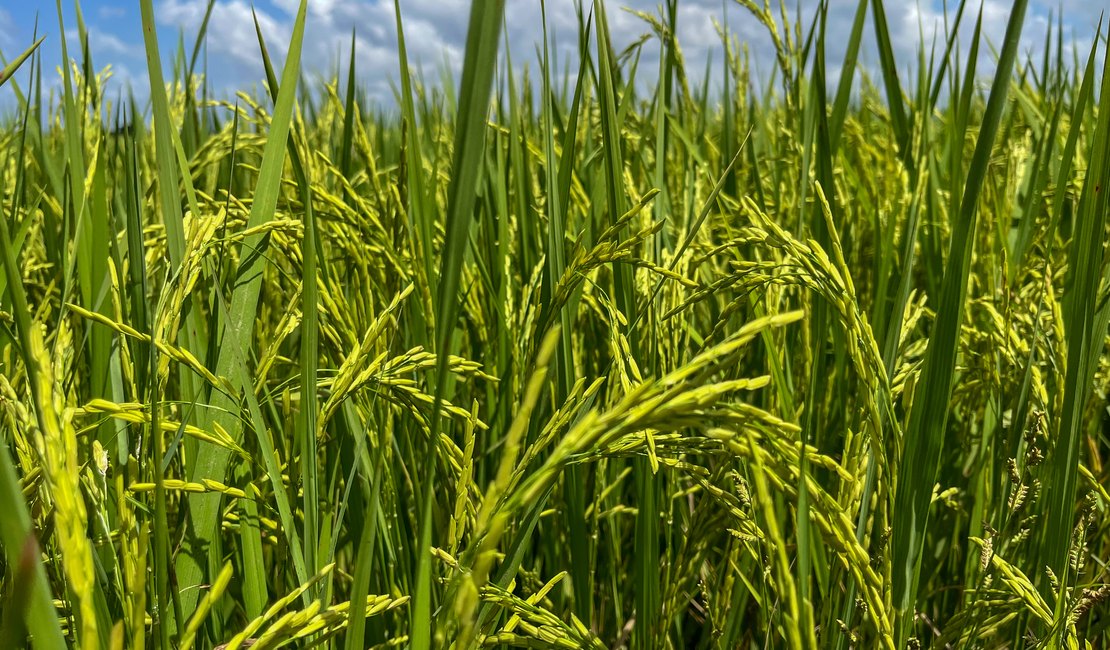 Seagri promove atividades técnicas de rizicultura irrigada no Baixo São Francisco de Alagoas