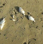 IMA divulga resultado da análise sobre mortandade de peixes em Porto de Pedras
