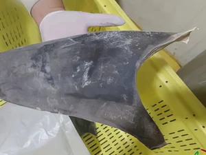 Exportação de barbatana do tubarão-azul é proibida no Brasil