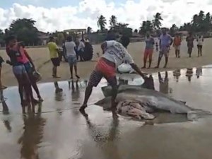 {Vídeo}Tubarões são capturados por pescadores no Pontal do Peba