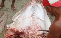 Tubarão foi encontrado na Praia de Tabuba, na Barra de Santo Antônio