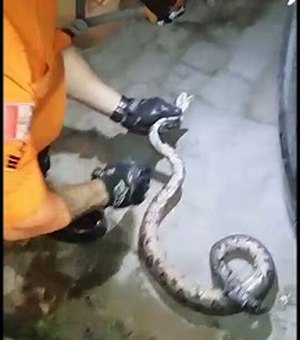 Cobra presa embaixo de carro é resgatada no Centro de União dos Palmares