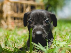 Prefeitura marca Dia dos Animais com anúncio de feira de adoção