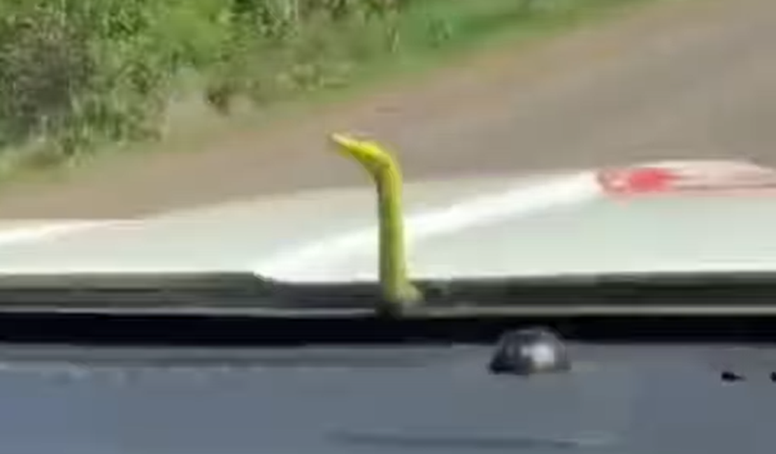 Cobra aparece em capô de ambulância e surpreende socorristas do Samu em Campo Grande-MS