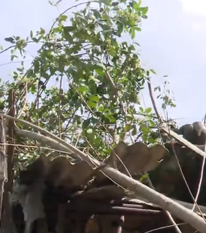 Árvore cai em duas casas no bairro do Bebedouro, em Maceió