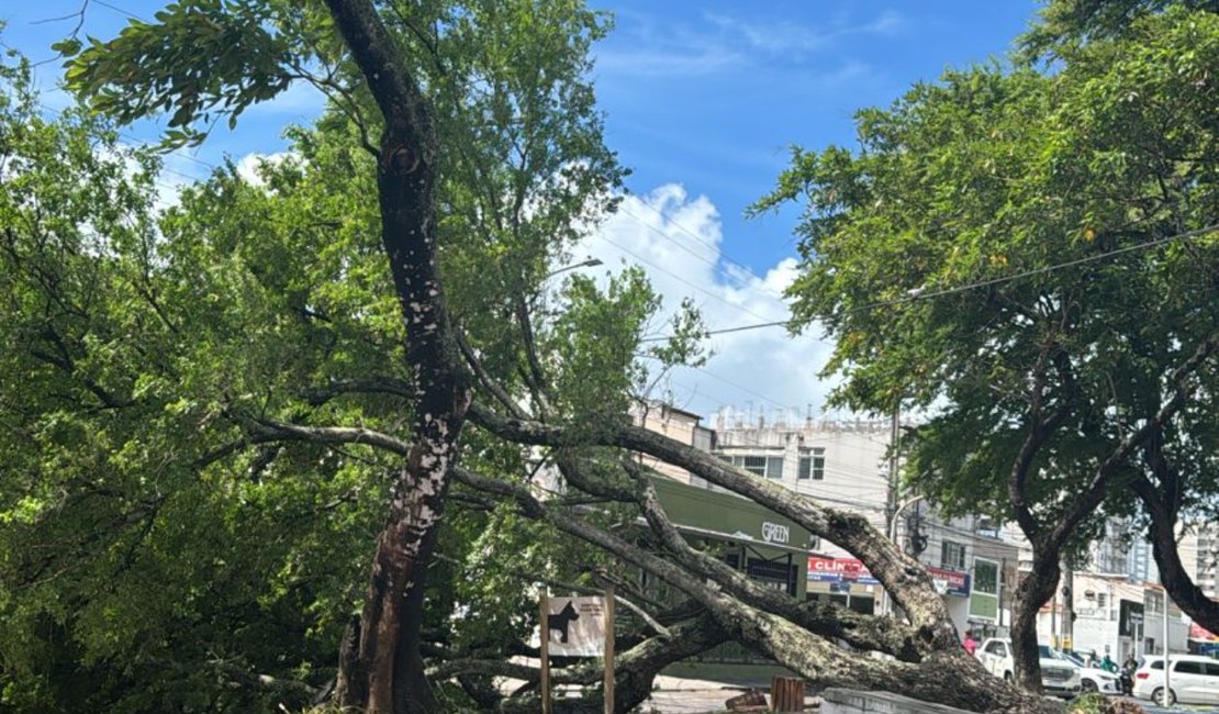 Árvore cai durante chuva e interdita avenida em Maceió