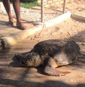 Tartaruga é achada debilitada na Praia de Japaratinga
