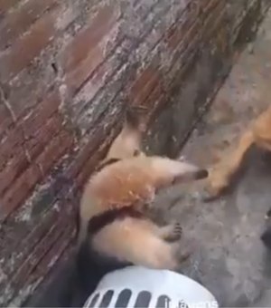 Cachorro caramelo ataca tamanduá após ter sua casa invadida