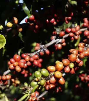 Café barateou por causa do tarifaço? Veja o que dizem especialistas