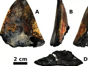 Cientistas encontram dente de tubarão gigante preservado no Pacífico