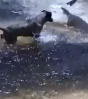 Cães atacam tubarões em praia da Austrália 