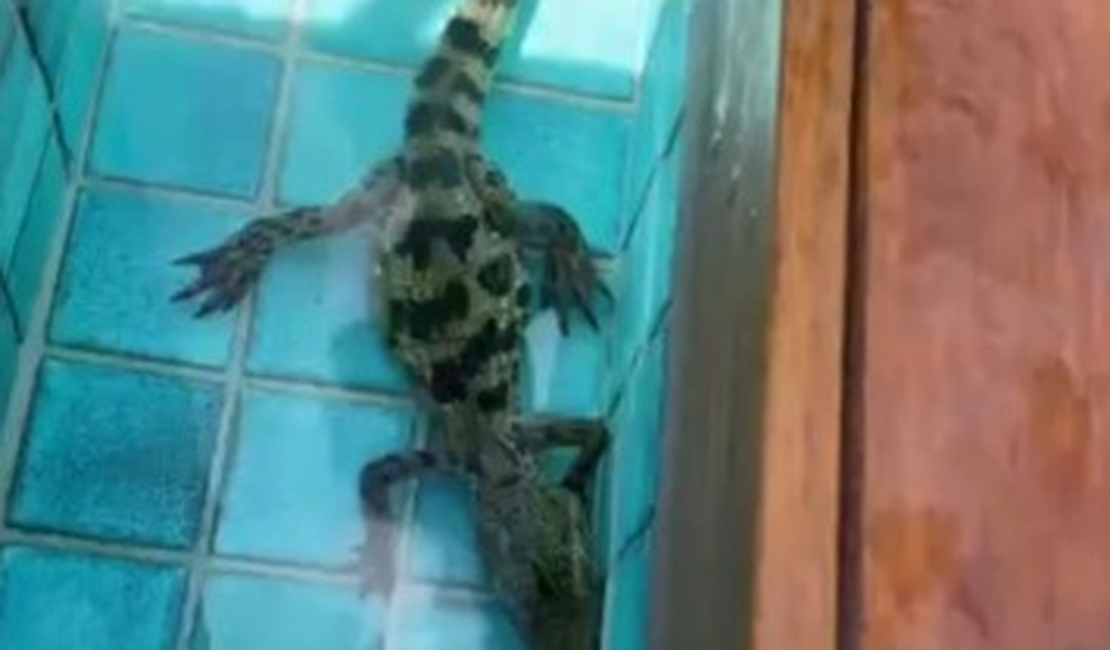 Filhote de jacaré é encontrado em piscina no condomínio Laguna