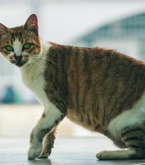 Homem é preso suspeito de manter filha em cárcere privado após confusão por causa de gato