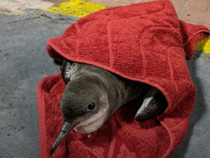 Oplit ajuda no resgate de ave marinha ferida na praia de Jatiúca, em Maceió